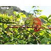 Пазл Eugy 3D Зоопарк Хамелеон (XEG-075)