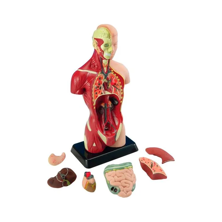 Анатомічна модель людини Edu-Toys збірна 27 см (MK027)