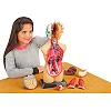 Анатомічна модель людини Edu-Toys збірна 27 см (MK027)