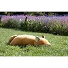 Мягкая игрушка Plush - KONTA - Лиса- Размер L - 53см, Trousselier (J6022)