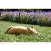 Мягкая игрушка Plush - KONTA - Лиса- Размер L - 53см, Trousselier (J6022)