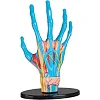 Модель руки Edu-Toys сборная 16,5 см (SK058)