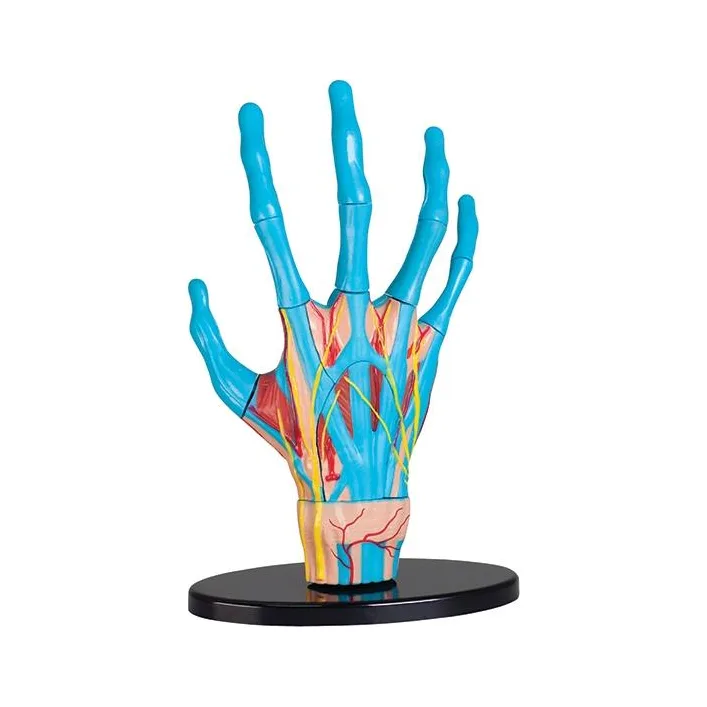 Модель руки Edu-Toys сборная 16,5 см (SK058)
