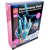 Модель руки Edu-Toys сборная 16,5 см (SK058)