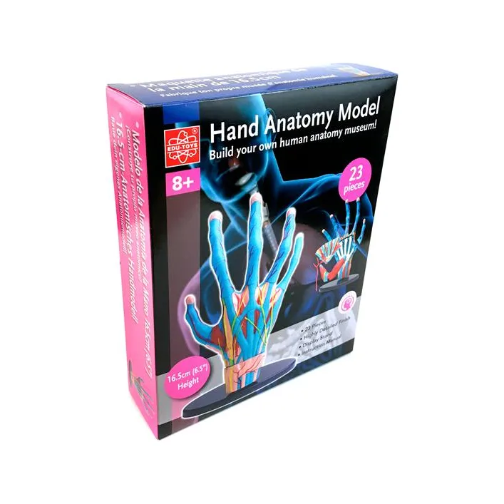 Модель руки Edu-Toys сборная 16,5 см (SK058)