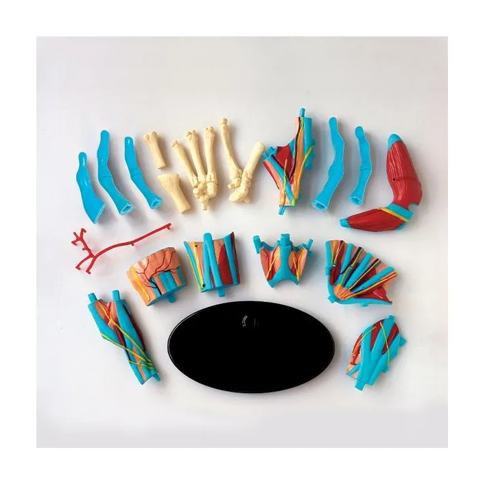 Модель руки Edu-Toys сборная 16,5 см (SK058)