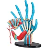 Модель руки Edu-Toys сборная 16,5 см (SK058)