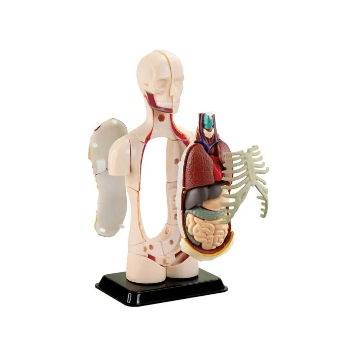 Модель туловища человека Edu-Toys сборная 12,7 см (SK008)