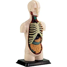 Модель туловища человека Edu-Toys сборная 12,7 см (SK008)