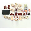 Модель туловища человека Edu-Toys сборная 12,7 см (SK008)