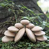 Деревянные блоки Guidecraft Natural Play Округлые камешки (G6771)