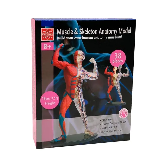 Модель мышц и скелета человека Edu-Toys сборная 19 см (SK056)