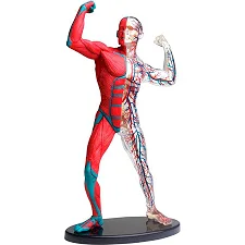 Модель мышц и скелета человека Edu-Toys сборная 19 см (SK056)