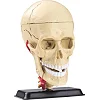 Модель черепа с нервами Edu-Toys сборная 9 см (SK010)