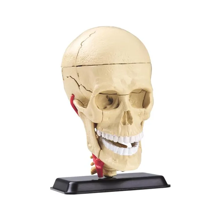 Модель черепа с нервами Edu-Toys сборная 9 см (SK010)