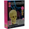 Модель черепа с нервами Edu-Toys сборная 9 см (SK010)