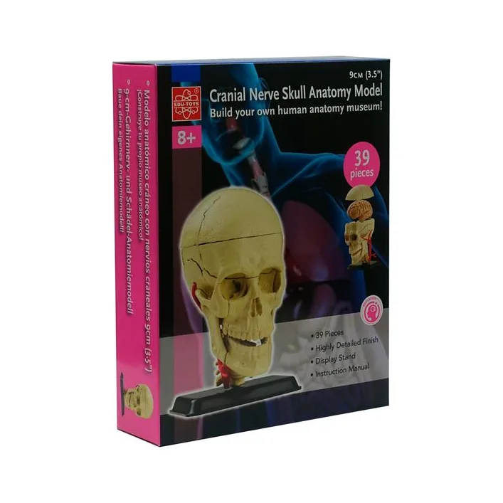 Модель черепа с нервами Edu-Toys сборная 9 см (SK010)