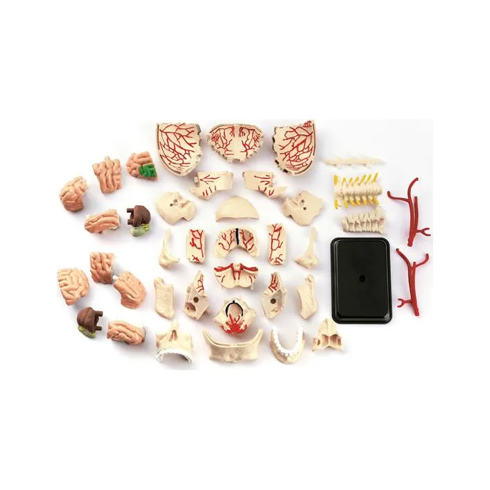 Модель черепа с нервами Edu-Toys сборная 9 см (SK010)