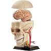 Модель черепа с нервами Edu-Toys сборная 9 см (SK010)